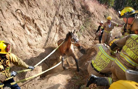 California rescuers save horse wedged upside-down in narrow gully